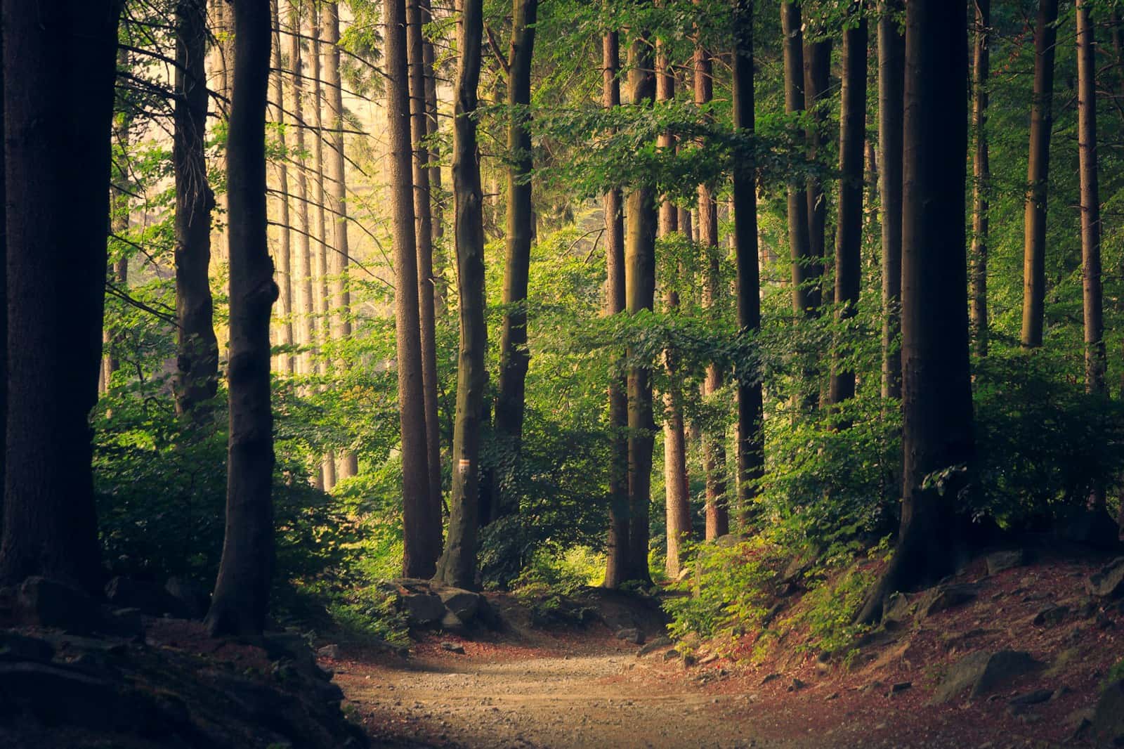 Sunlight filtering through a green forest